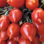 Tomato Pomodorino del Piennolo del Vesuvios