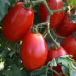 Tomato - San Marzano di Sorrento