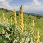 Great Mullein Plant