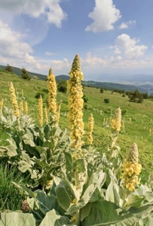 Great Mullein Plant