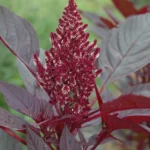 Amaranth - Red