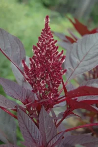 Amaranth - Red