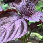 Perilla Shiso Red