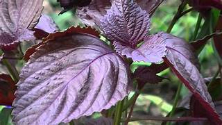 Perilla Shiso Red