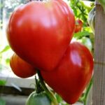 Tomato Bull's Heart