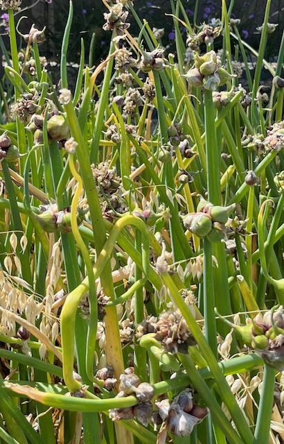 Egyptian Walking Onion