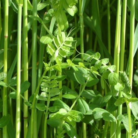Rye and Vetch Green Manure