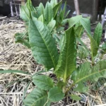 Garden Patience - Rumex patienta