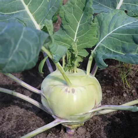 Kohlrabi Delikatess White