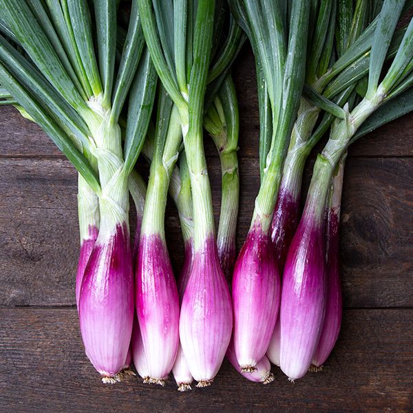 Onion Long Red Florence