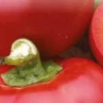 Pepper Sweet Gladki Kambi