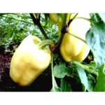 Pepper (sweet) - Soroksari