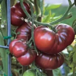 Tomato Black Krim