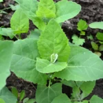 Orach Atriplex hortensis