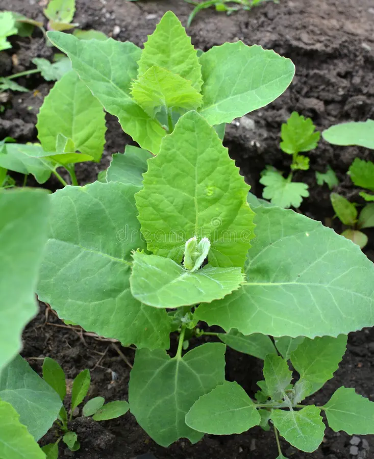 Orach Atriplex hortensis
