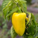 Yellow Pepper