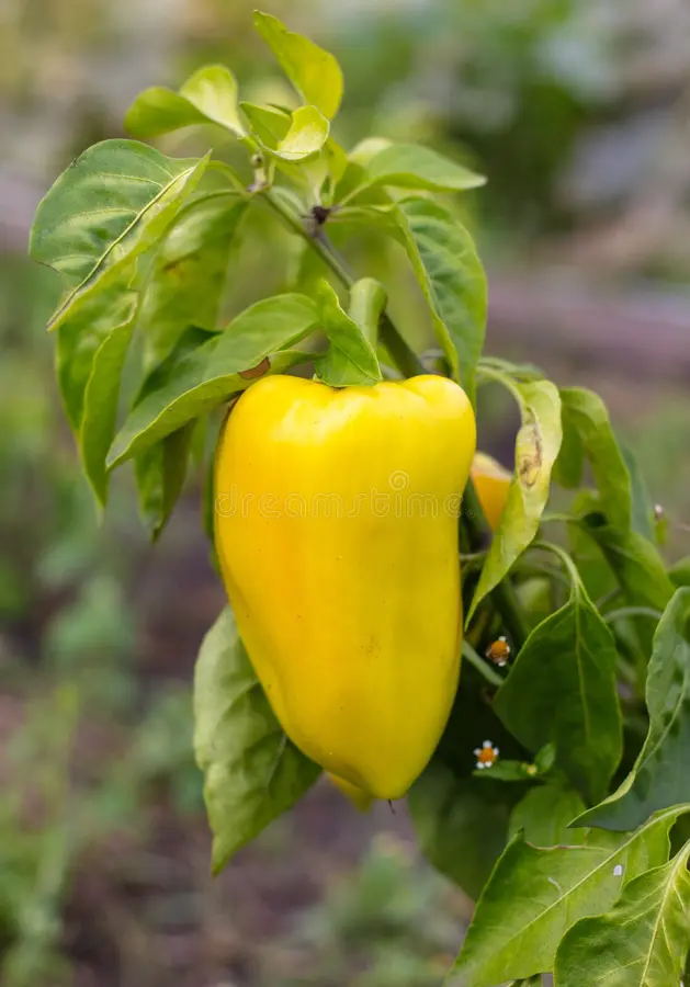 Yellow Pepper