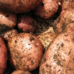 Axona Seed Potato