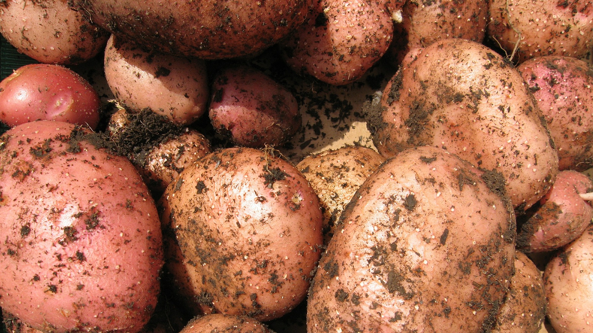 Axona Seed Potato