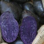 Purple Rain Seed Potatoes