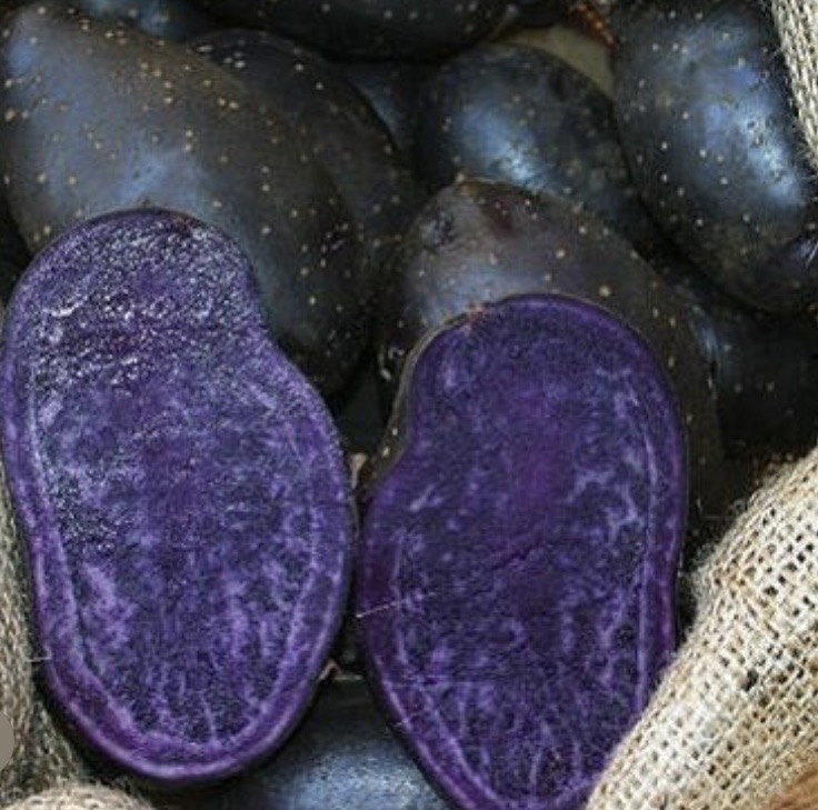 Purple Rain Seed Potatoes