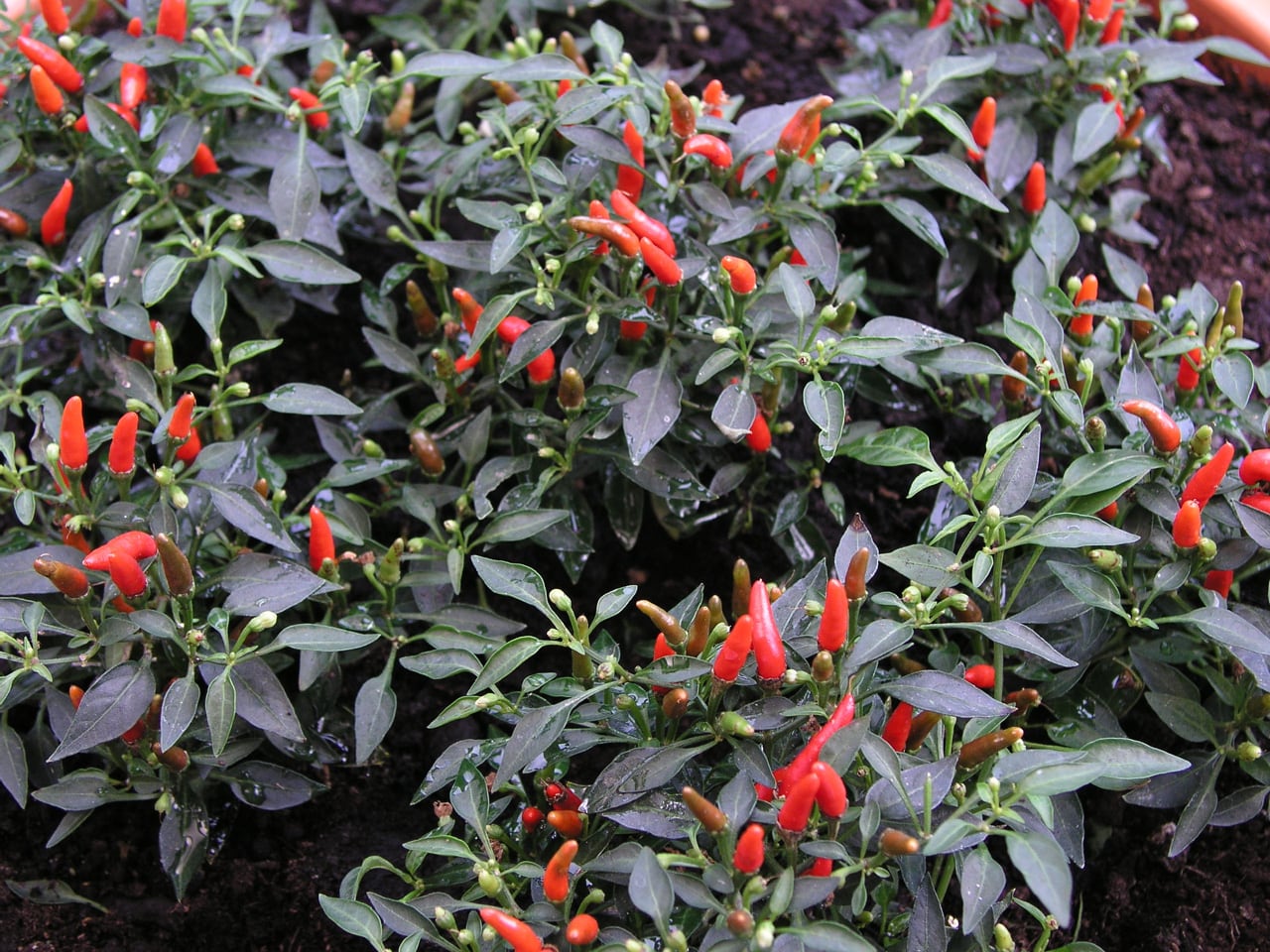 Demon Red Chilli Peppers