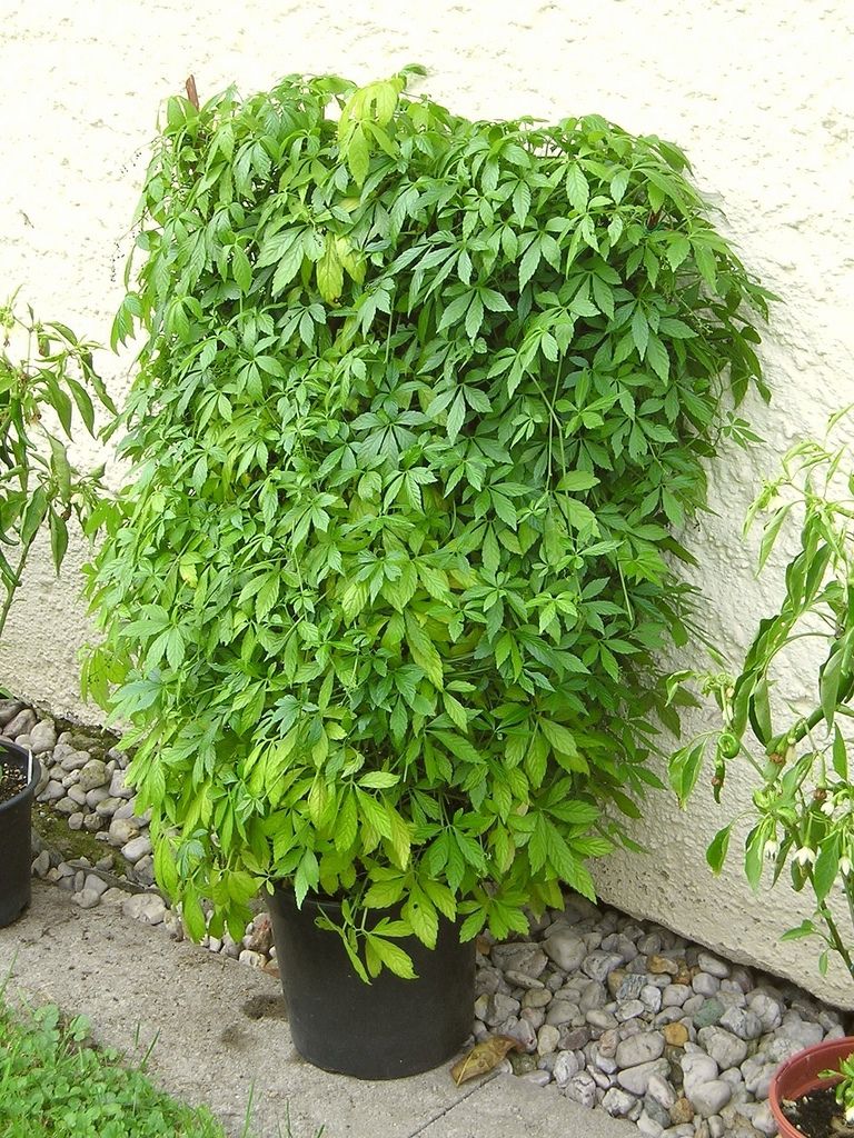 Jiaogulan – “The Immortality Plant”