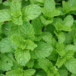 Mint Moroccan