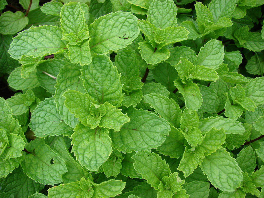 Mint Moroccan