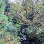 Garden Afternoon Tour with Supper - Monday 20th July 2026